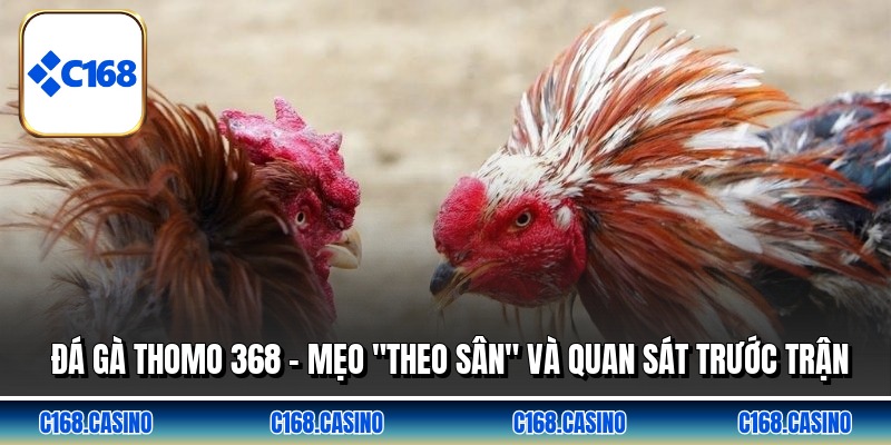 Đá Gà Thomo 368 - Mẹo "Theo Sân" Và Quan Sát Trước Trận